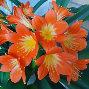Annelies 05 Zuster Clivia